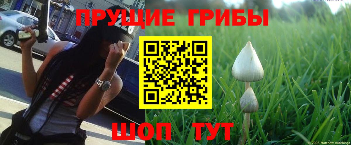 Галлюциногенные грибы прущие грибы Саяногорск